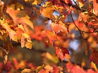 Autumn's Last Gasp 5